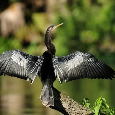 thumbnail for publication: A Beginner's Guide to Water Management—Common Aquatic Birds Using Florida Lakes
